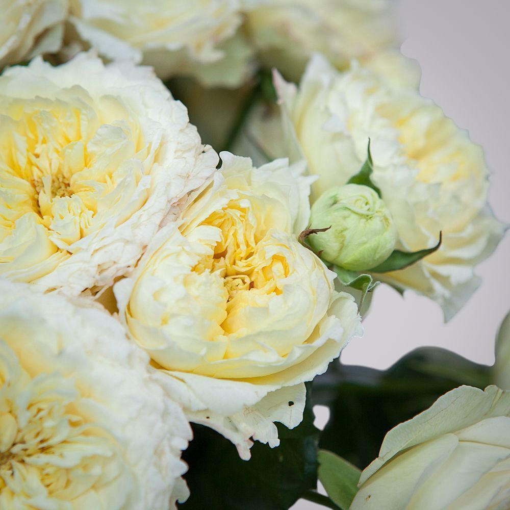 монобукет 7 роз "royal park" под ленту 