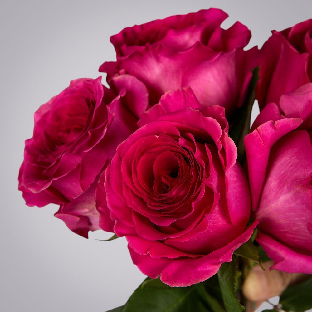 монобукет из 5 роз "pink floyd" под ленту 