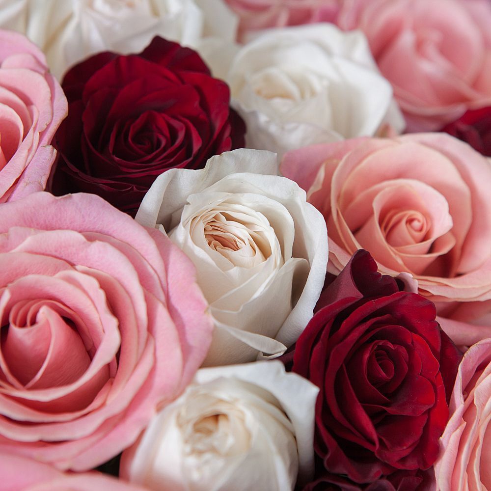 монобукет 51 роза микс под ленту 
