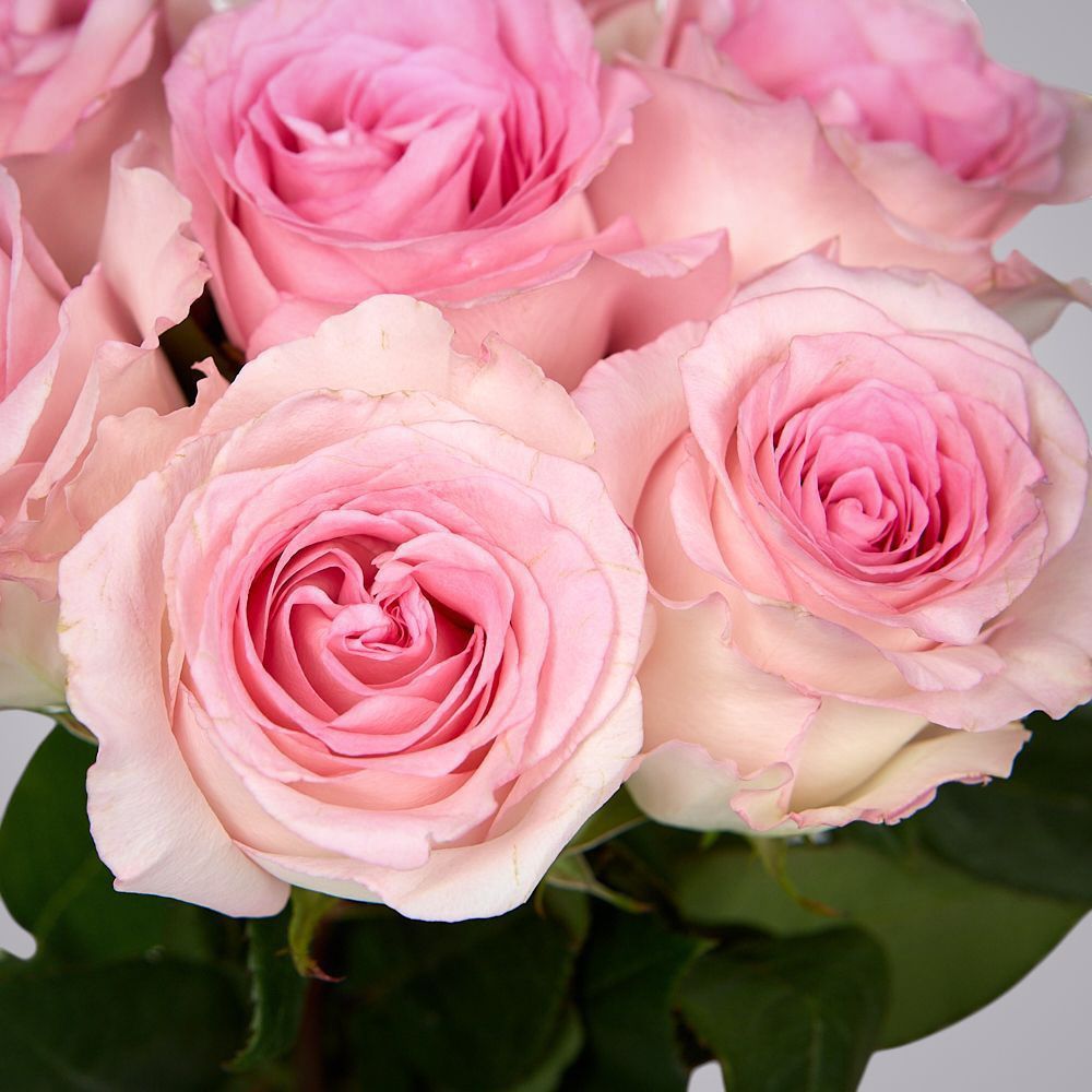 монобукет 5 пионовидных роз "mandala" под ленту 