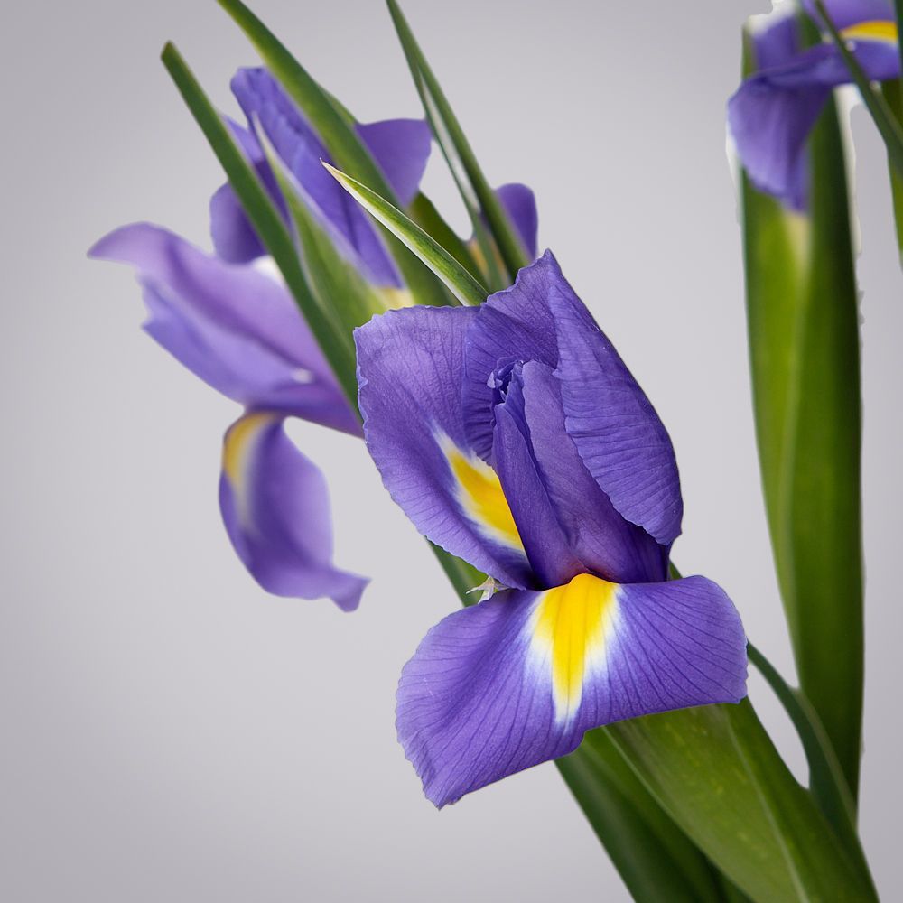 монобукет из 9 синих ирисов под ленту 