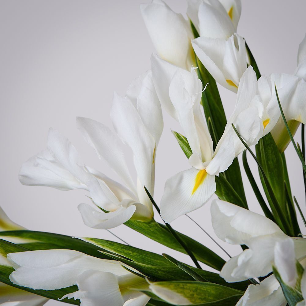 монобукет из 19 белых ирисов 