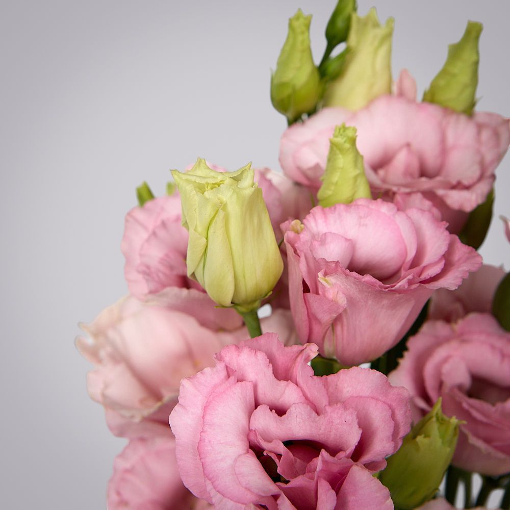 монобукет из 5 розовых лизиантусов под ленту 