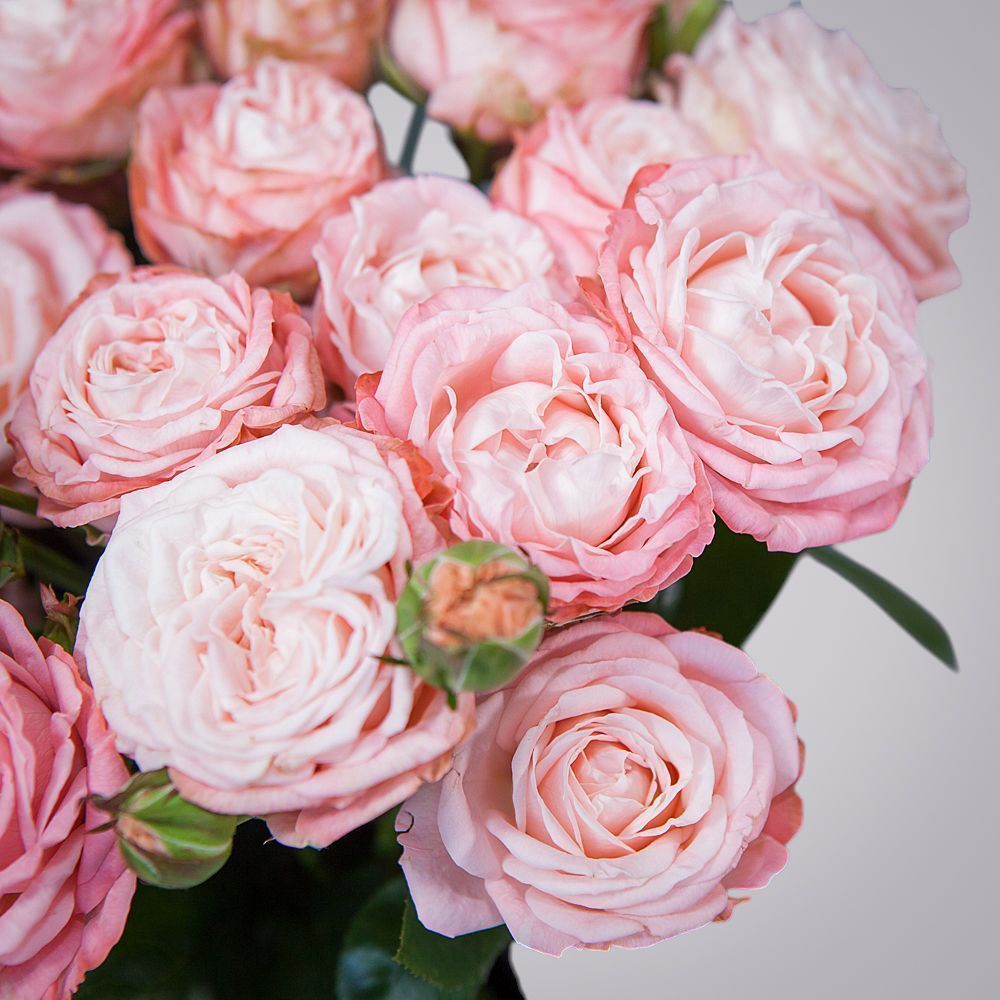 монобукет 9 роз "madam bombastic" под ленту 