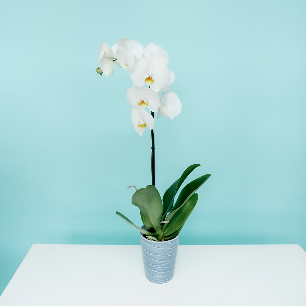 Орхидея Phalaenopsis Extra "Yara bright"