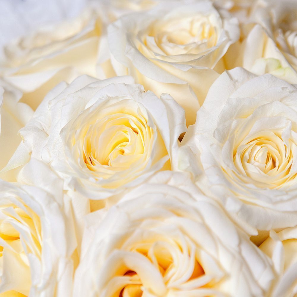 монобукет из 11 пионовидных роз "candlelight" в белой упаковке с тишью 