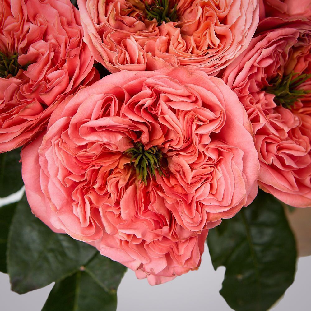 монобукет 9 пионовидных роз "mandarin x-pression" под ленту 