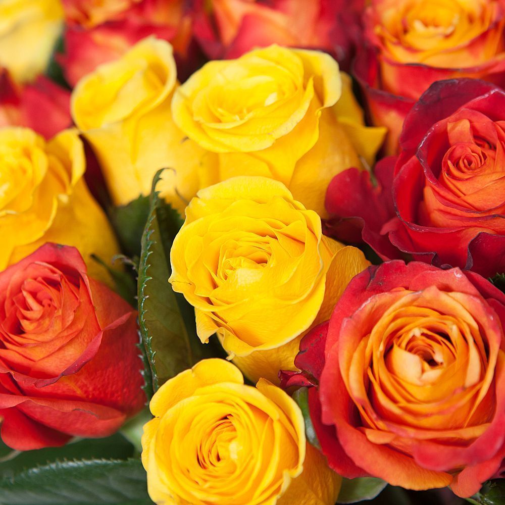 монобукет 51 роза микс-4 под ленту 