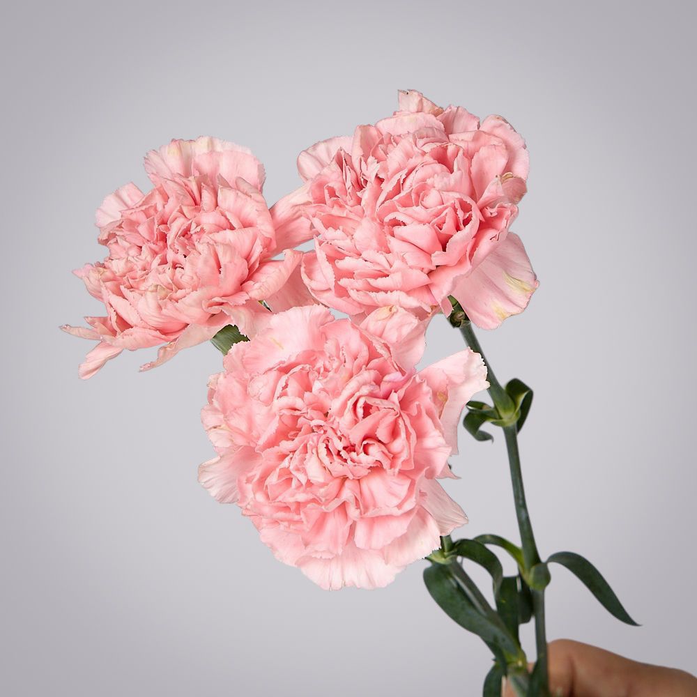 гвоздика розовая 3ст 