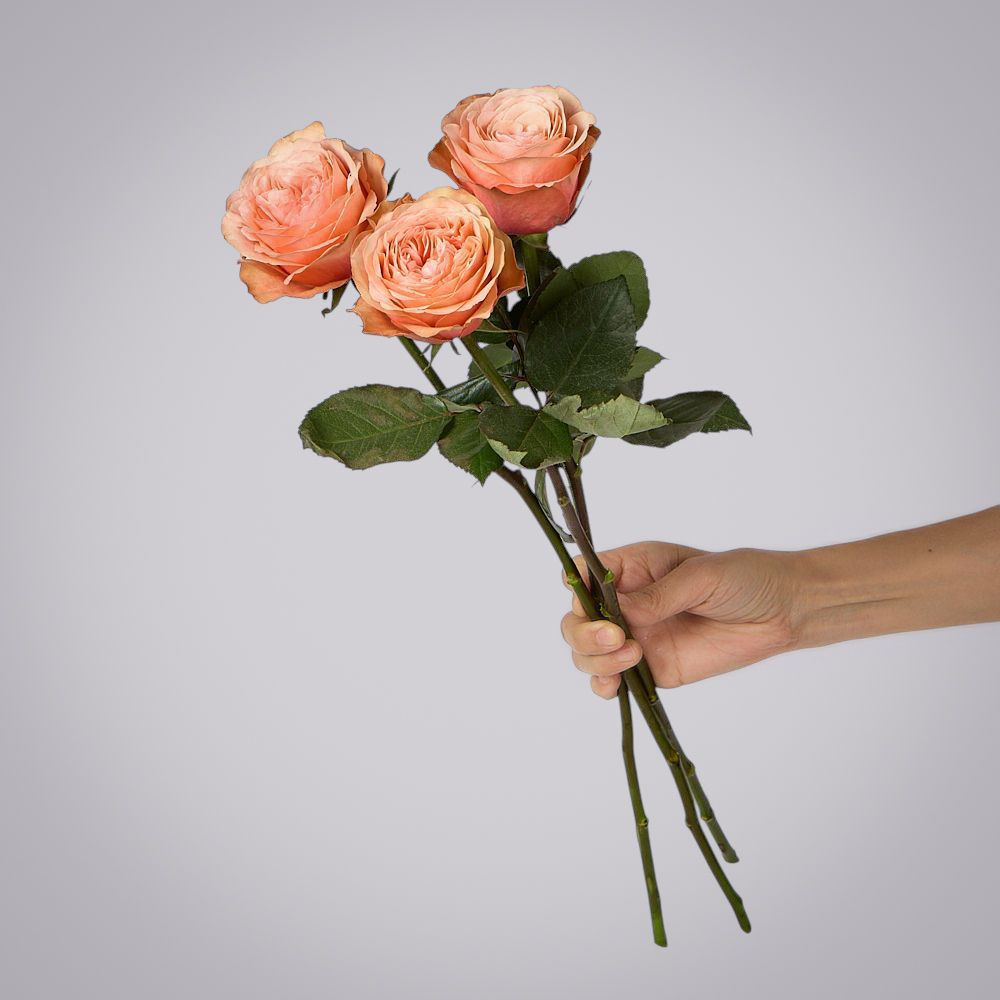 роза kahala 3ст 