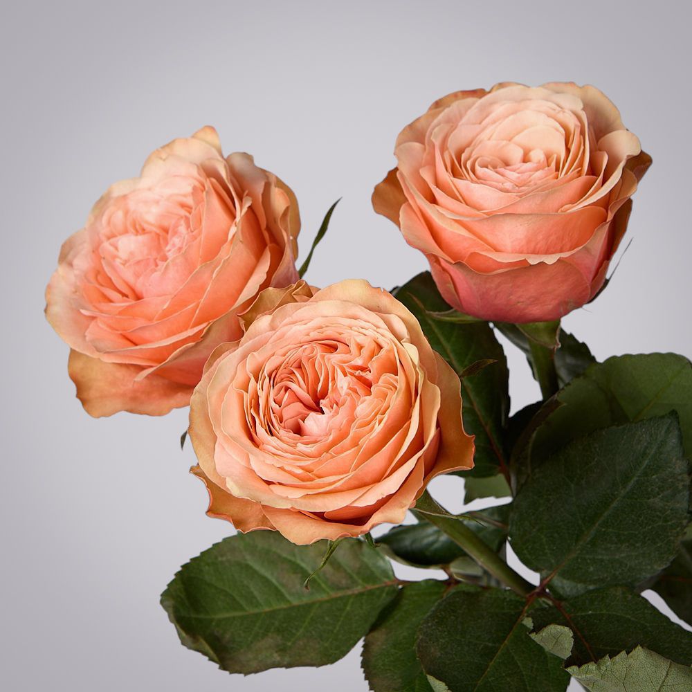 роза kahala 3ст 