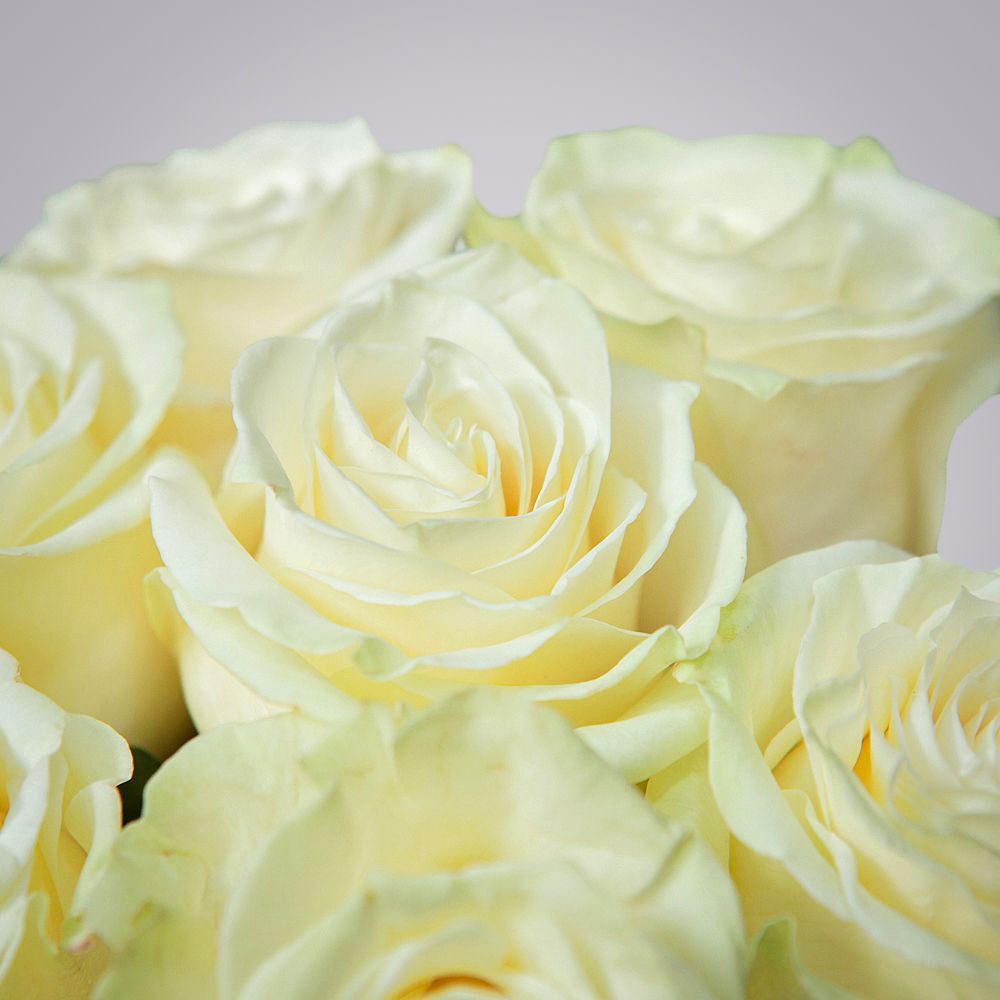 монобукет из 11 роз "mondial" в матовой пленке 