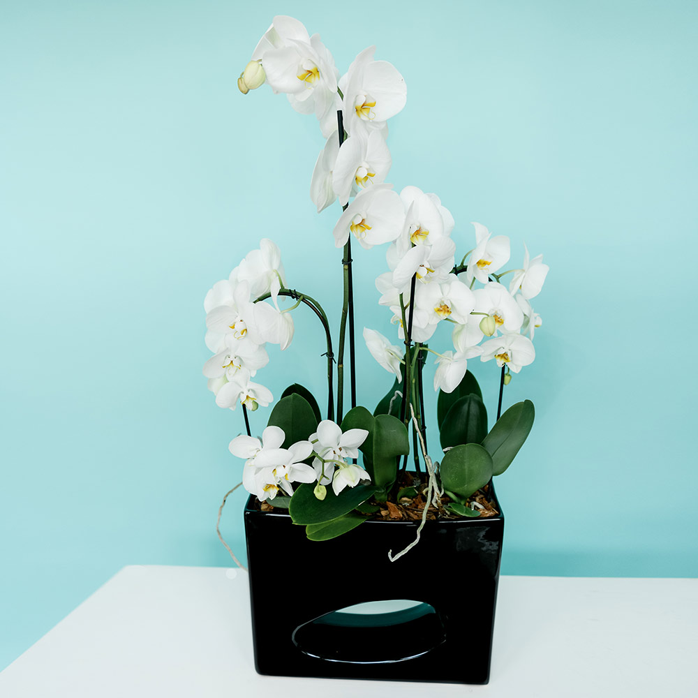 Композиция из орхидей "Белый алмаз"