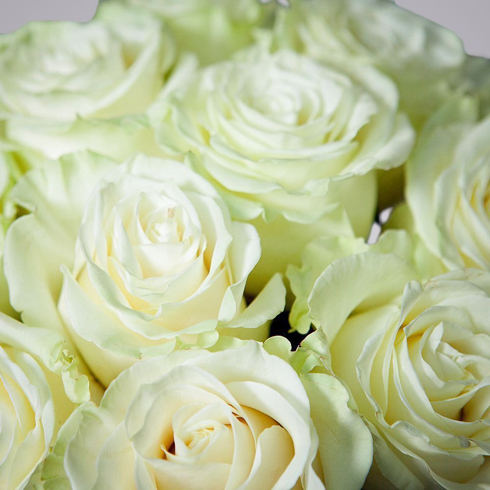 монобукет 9 роз "mondial" под ленту 