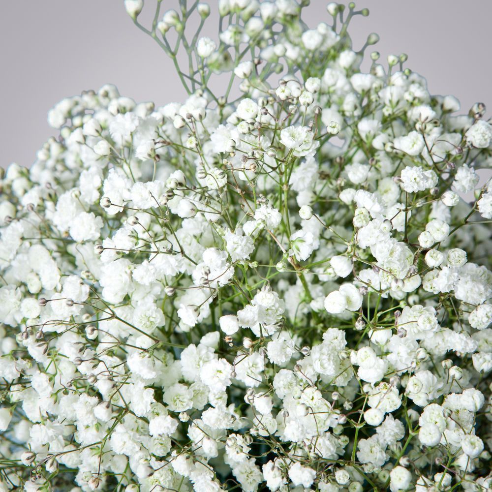 монобукет из 7 белых гипсофил 