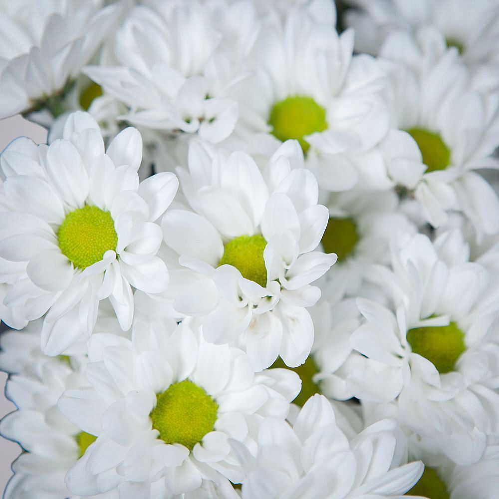 монобукет из 9 белых кустовых хризантем 