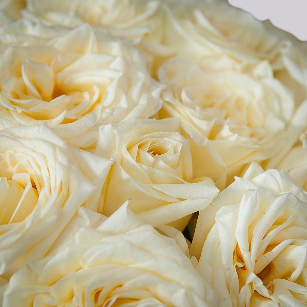 монобукет из 25 пионовидных роз "candlelight" под ленту 