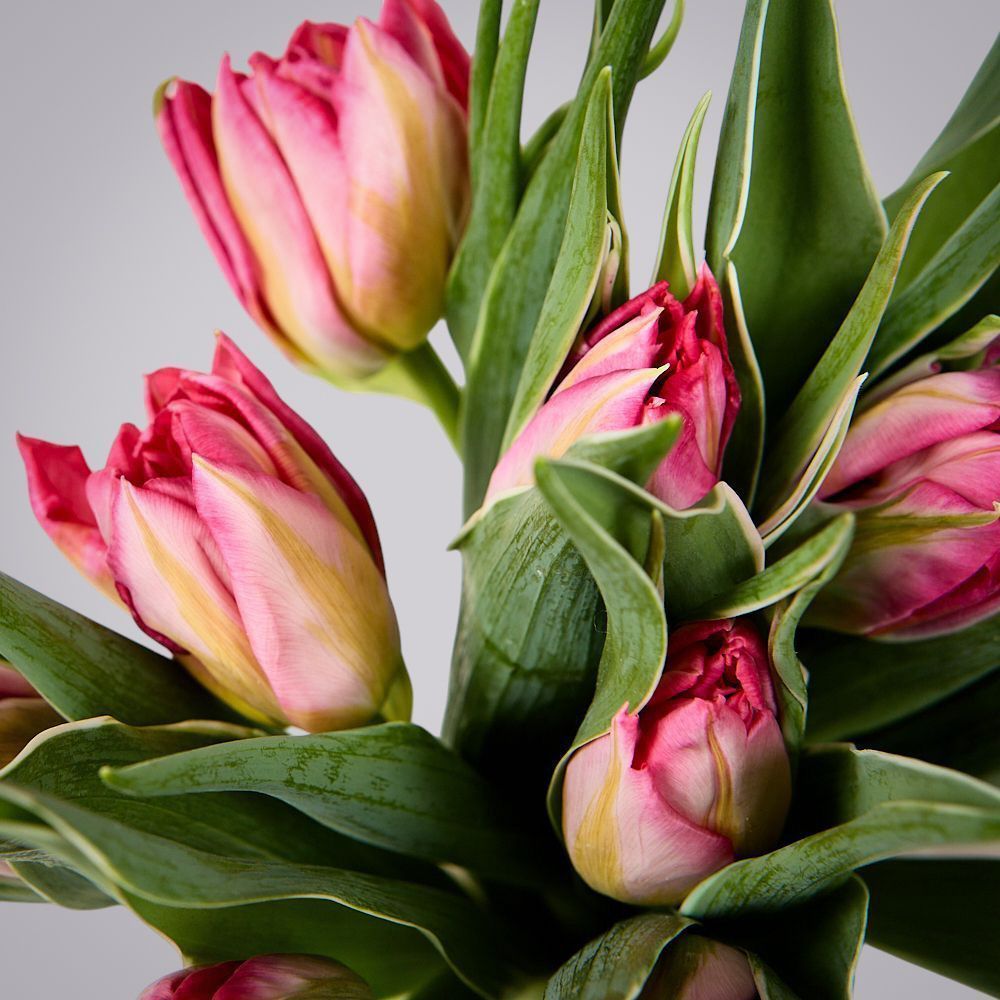 монобукет из 11 розовых тюльпанов под ленту 