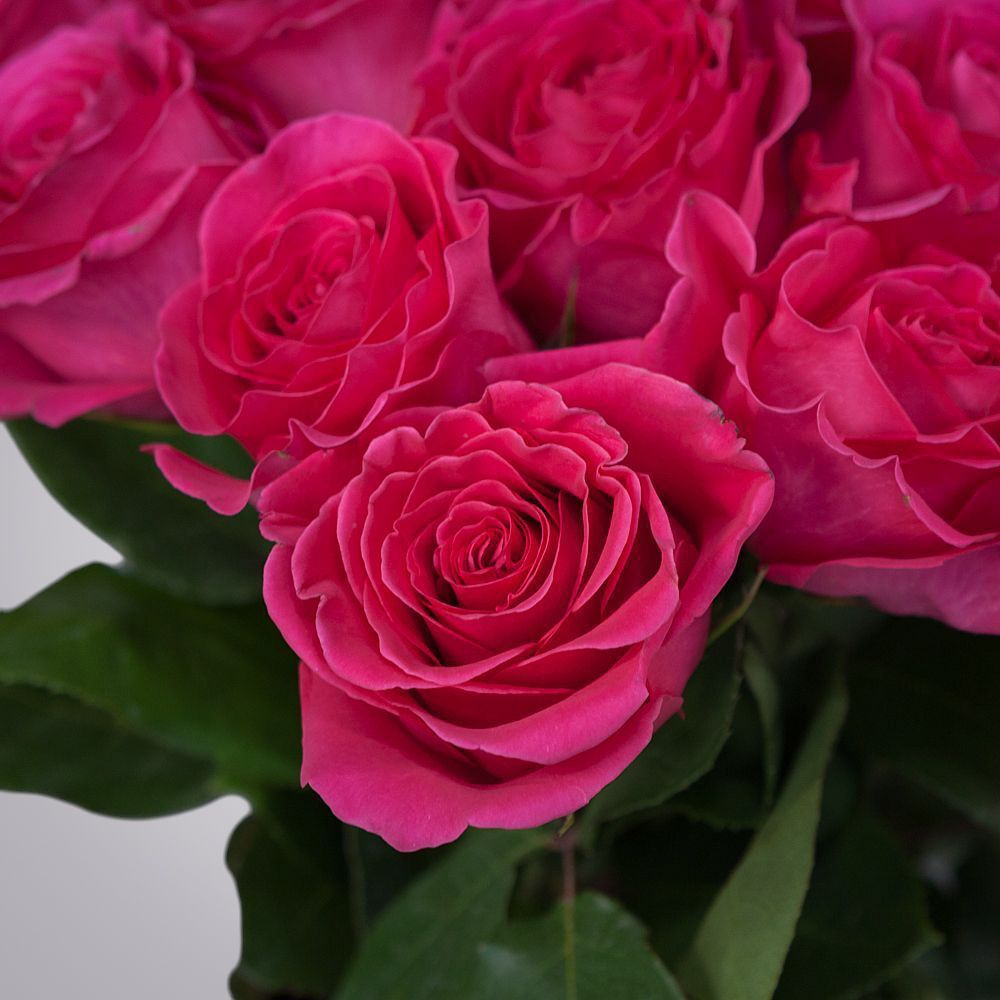 монобукет 25 роз «pink floyd» под ленту 