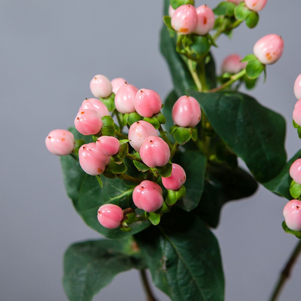 гиперикум розовый 3ст. 