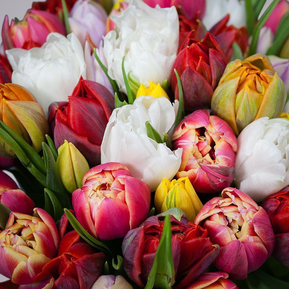 монобукет из 35 тюльпанов микс 