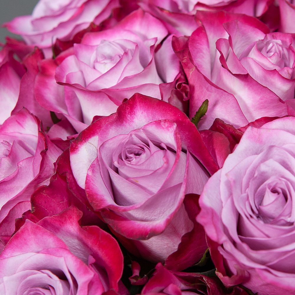 монобукет 21 роза "deep purple" под ленту 