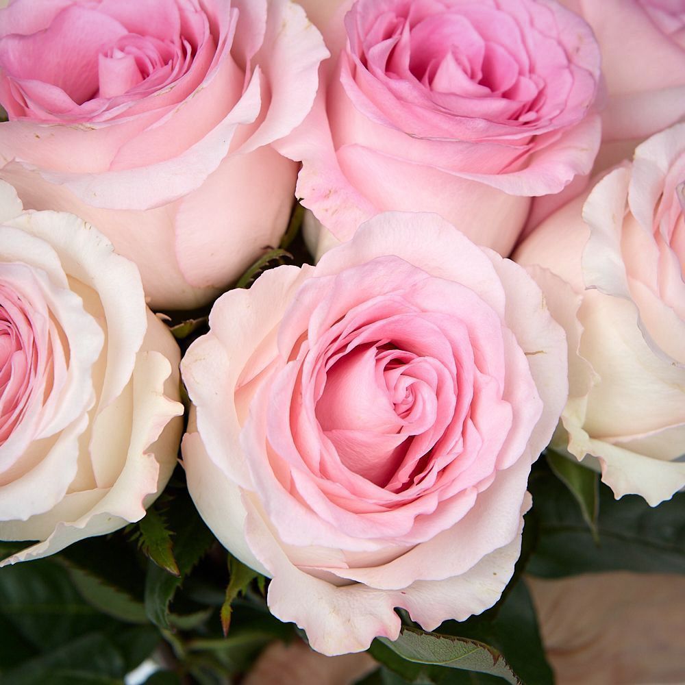 монобукет 11 пионовидных роз "mandala" под ленту 