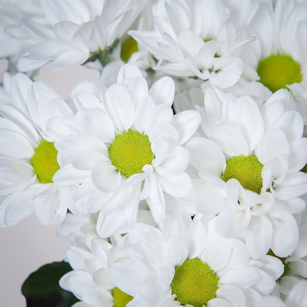 монобукет из 9 белых кустовых хризантем 