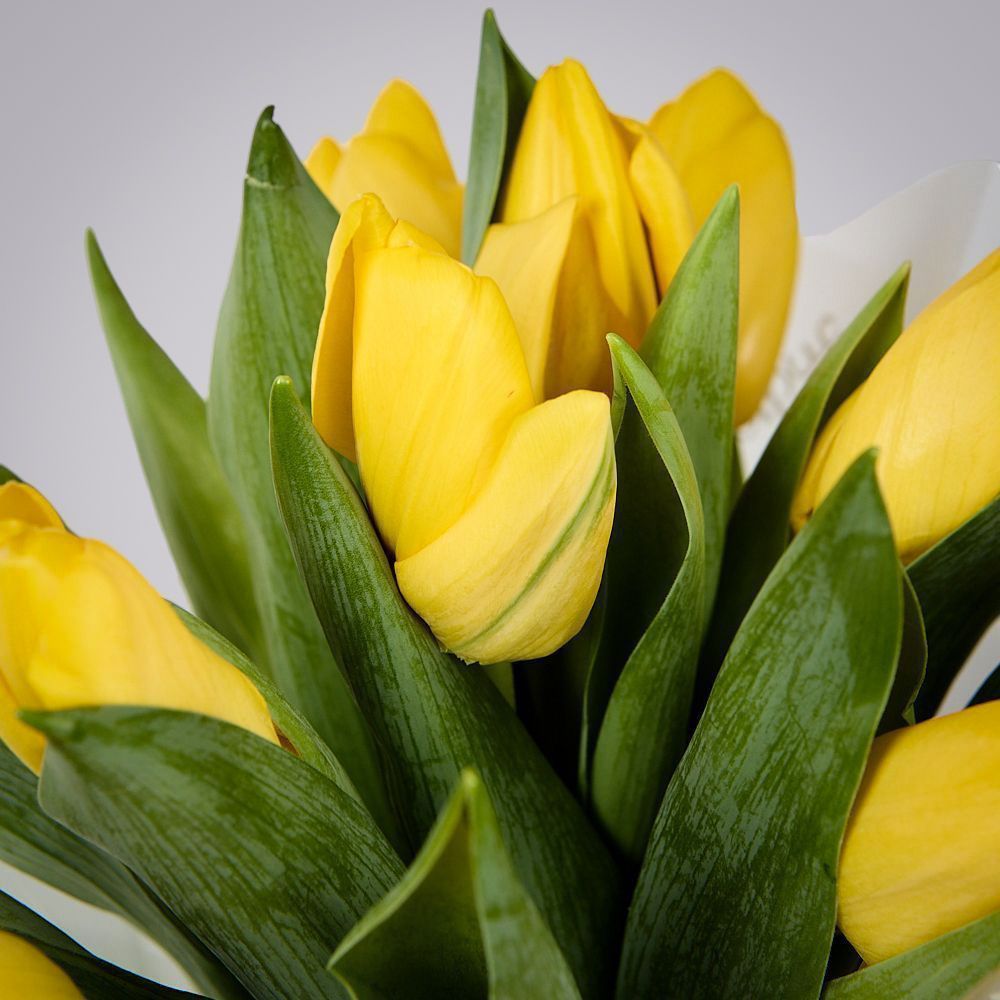 монобукет из 11 желтых тюльпанов в упаковке 