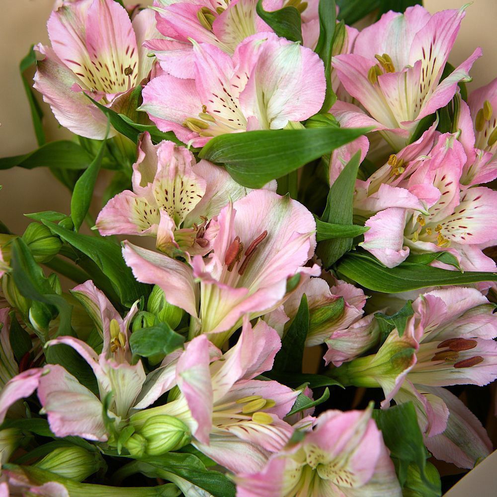 монобукет из 7 розовых альстромерий в упаковке 