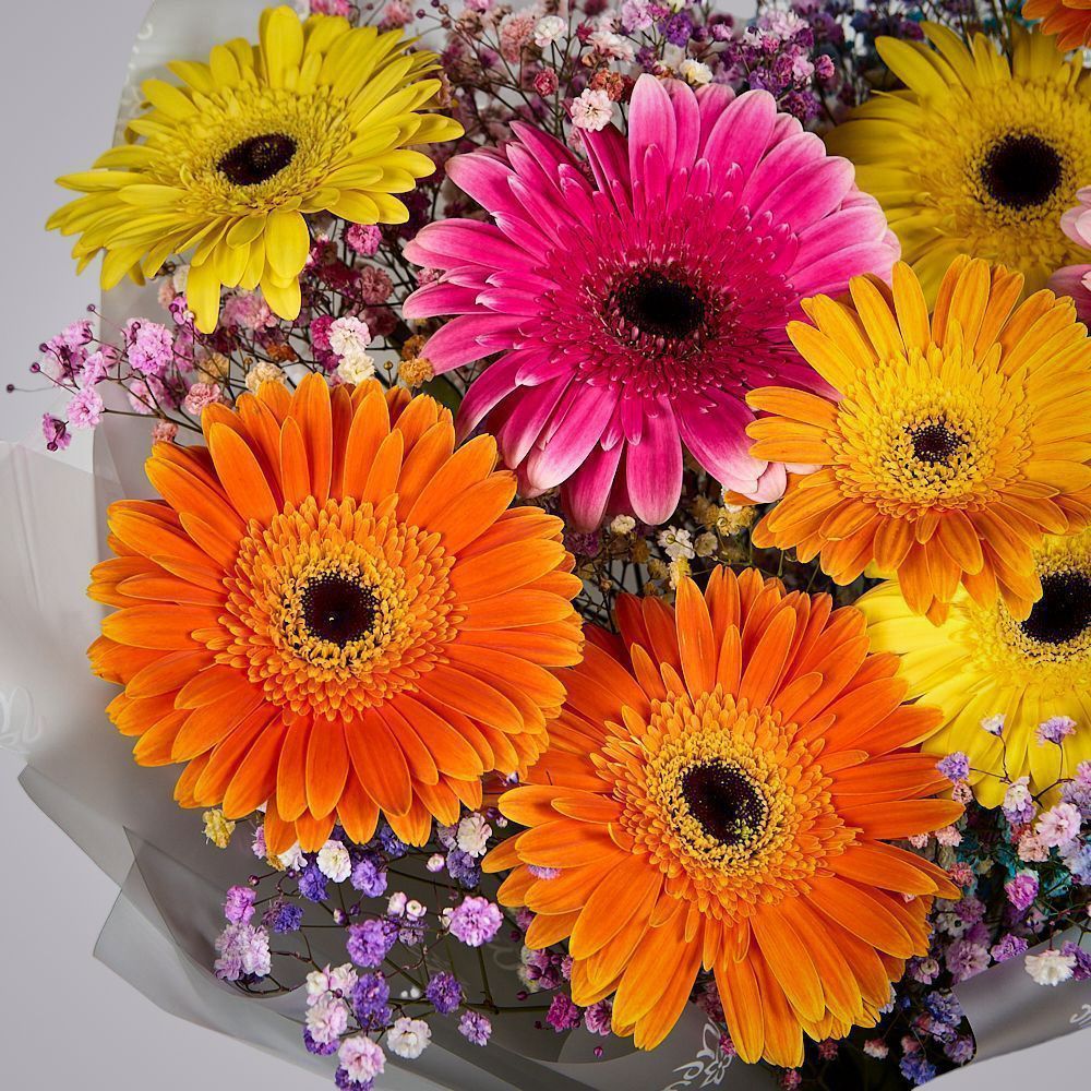 монобукет из 9 гербер с гипсофилой 