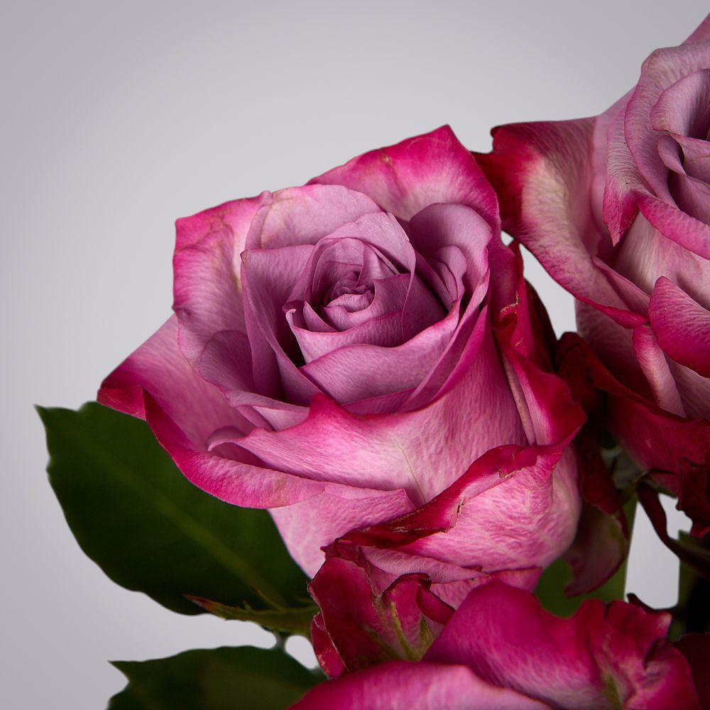 монобукет из 5 роз "deep purple" под ленту 