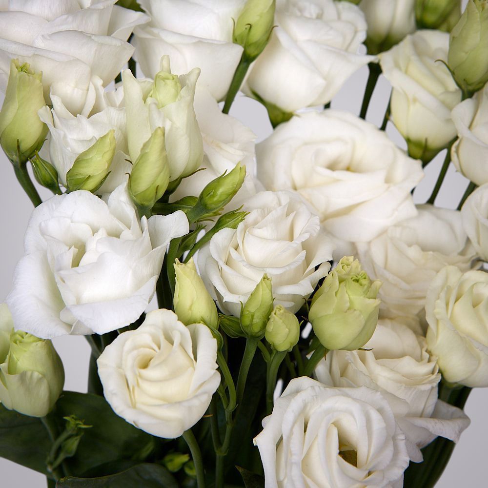 монобукет из 5 белых лизиантусов под ленту 