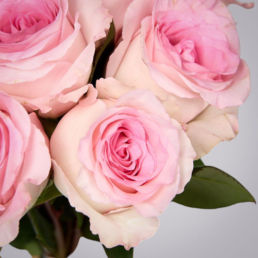 монобукет 9 пионовидных роз "mandala" под ленту 