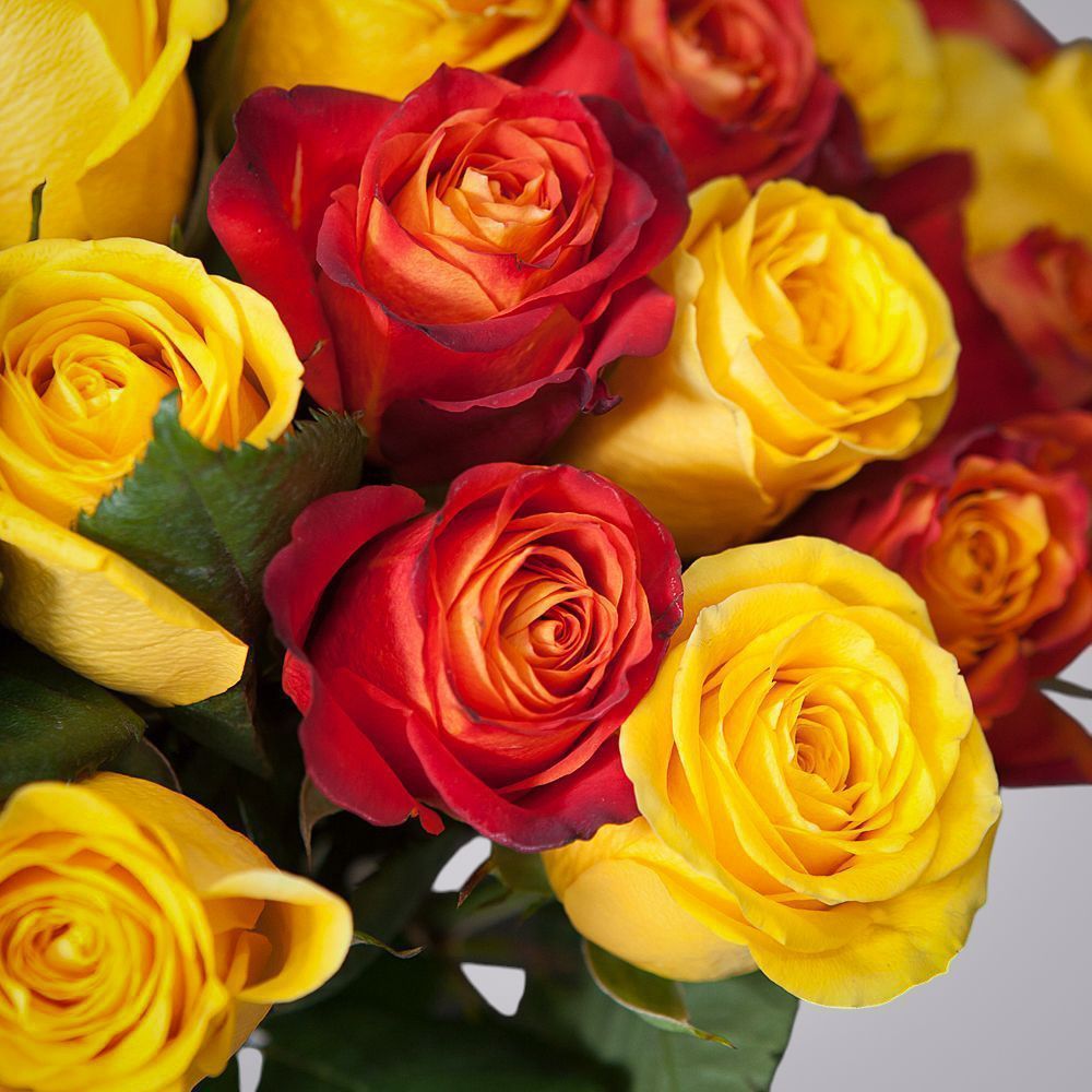 монобукет 51 роза микс-4 под ленту 