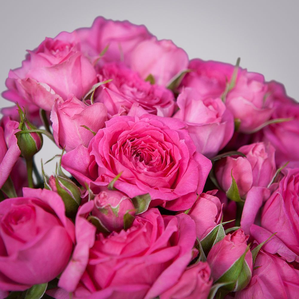 монобукет 7 роз "pink dimension" под ленту 