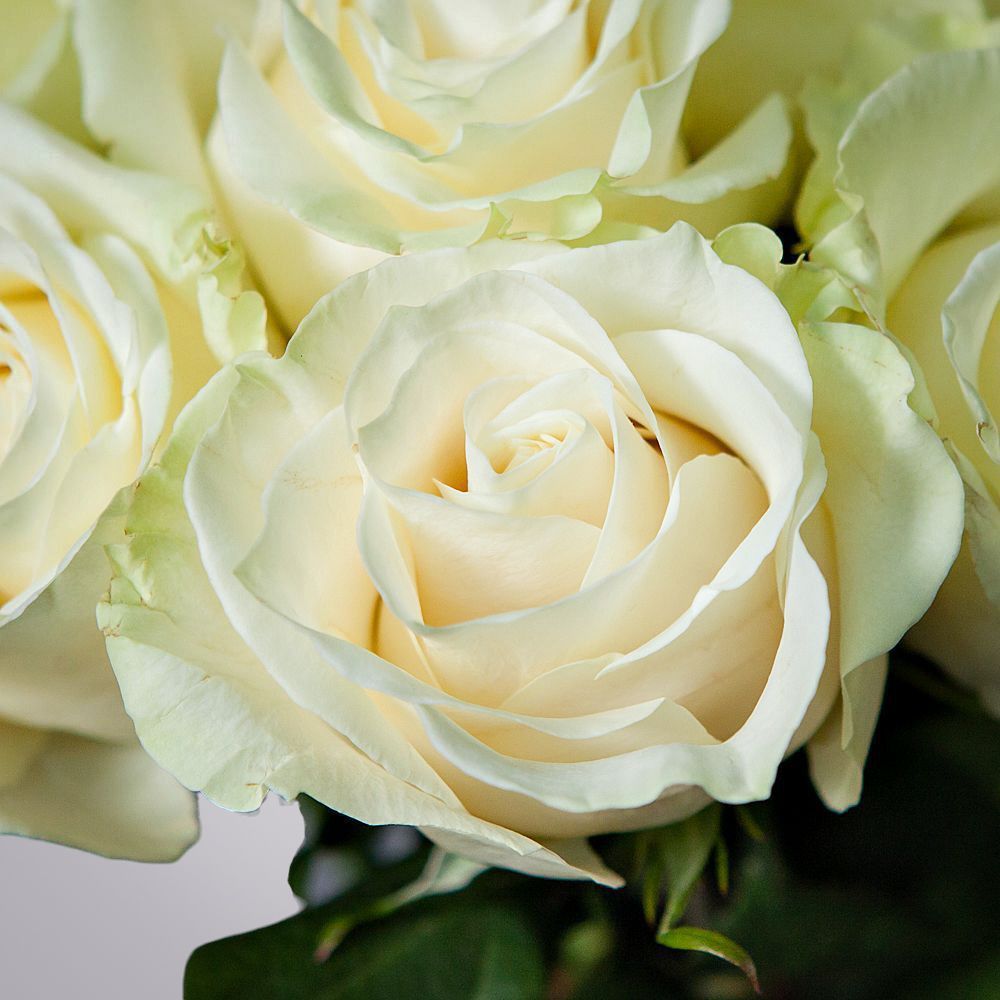 монобукет 11 роз mondial под ленту 