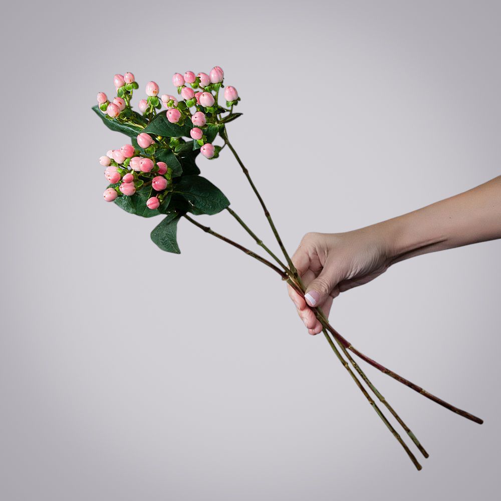 гиперикум розовый 3ст. 