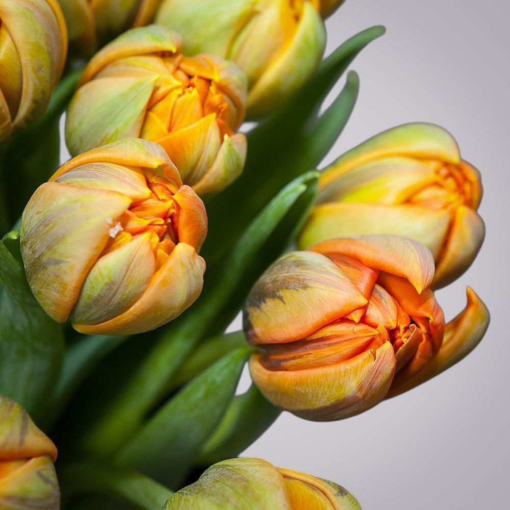 монобукет из 15 оранжевых тюльпанов под ленту 