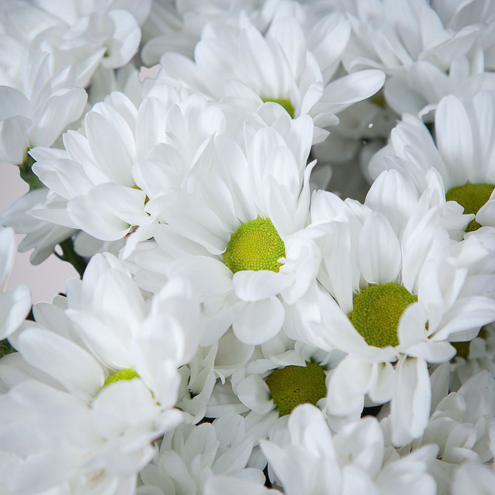 монобукет из 9 белых кустовых хризантем 