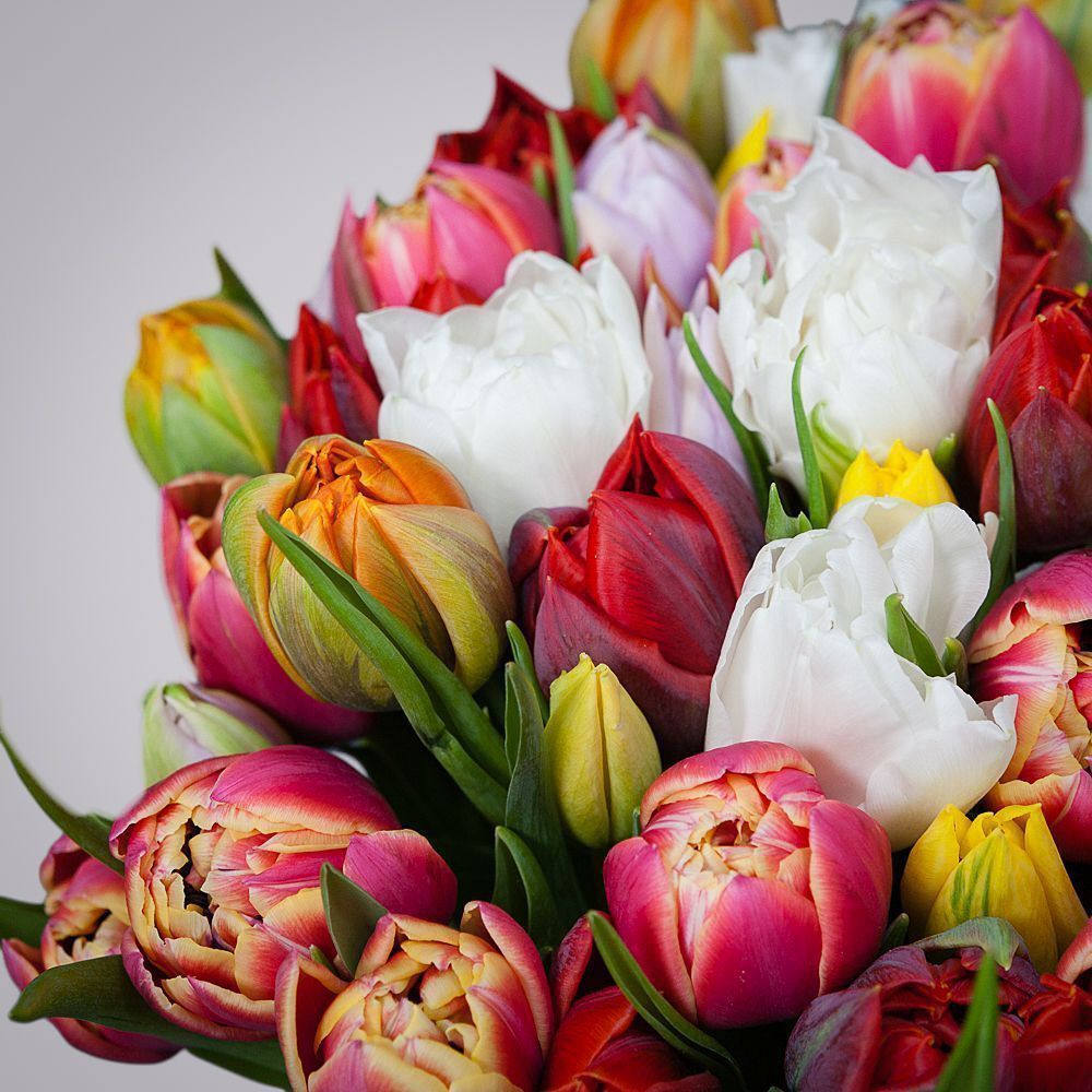 монобукет из 35 тюльпанов микс 