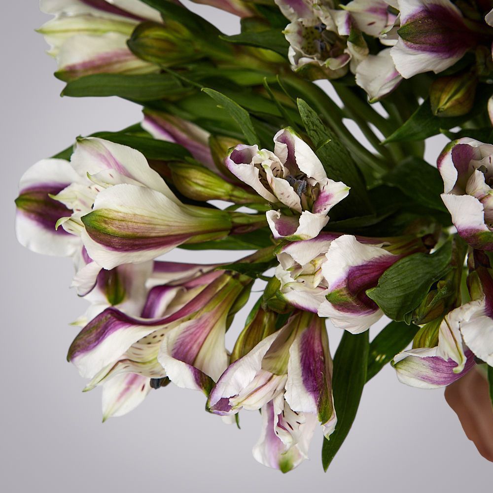 монобукет из 5 альстромерий под ленту  