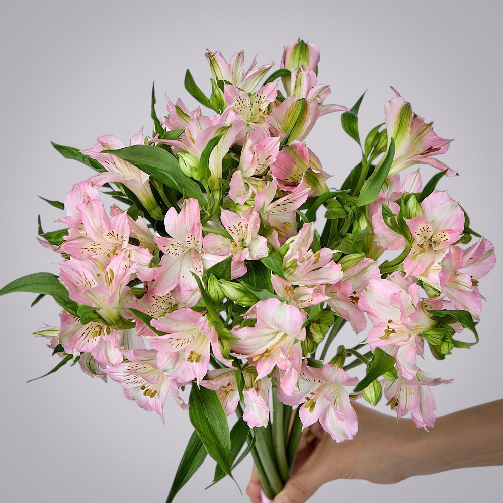 монобукет из 7 розовых альстромерий под ленту 