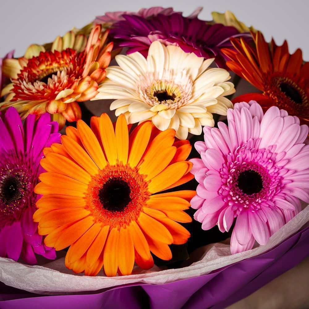 монобукет из 11 гербер в упаковке с тишью 