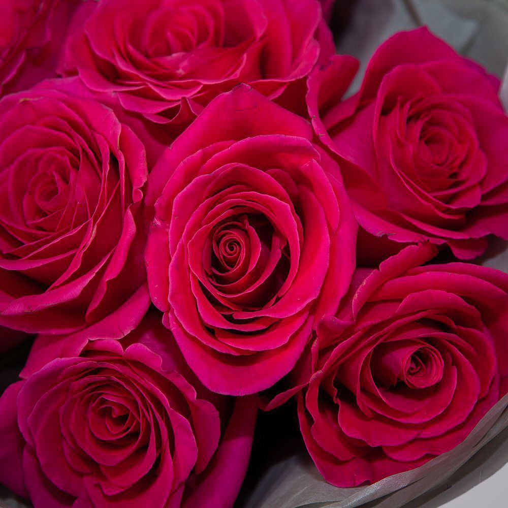 монобукет 9 роз "pink floyd" в упаковке с тишью 