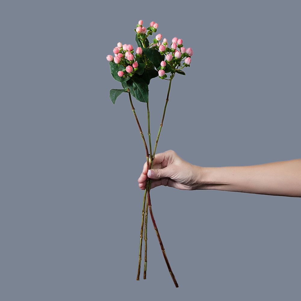 гиперикум розовый 3ст. 