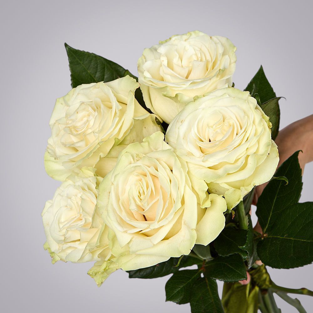 монобукет из 5 роз "mondial" под ленту 