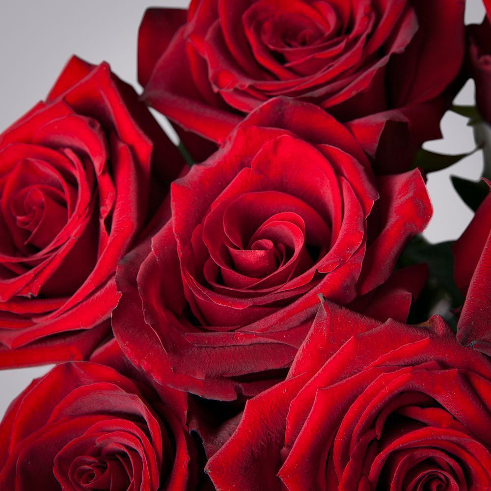 монобукет 9 роз "explorer" в упаковке с тишью 2 