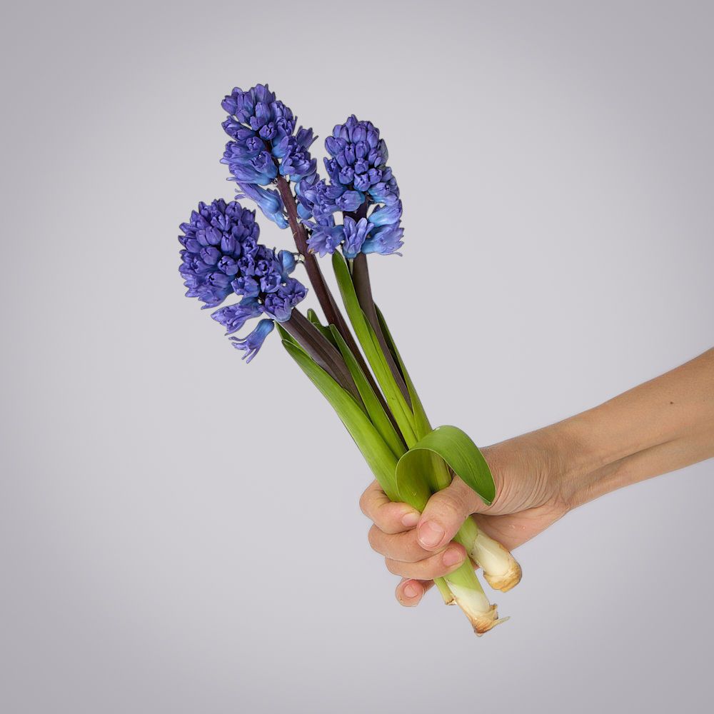 гиацинт синий 3ст 