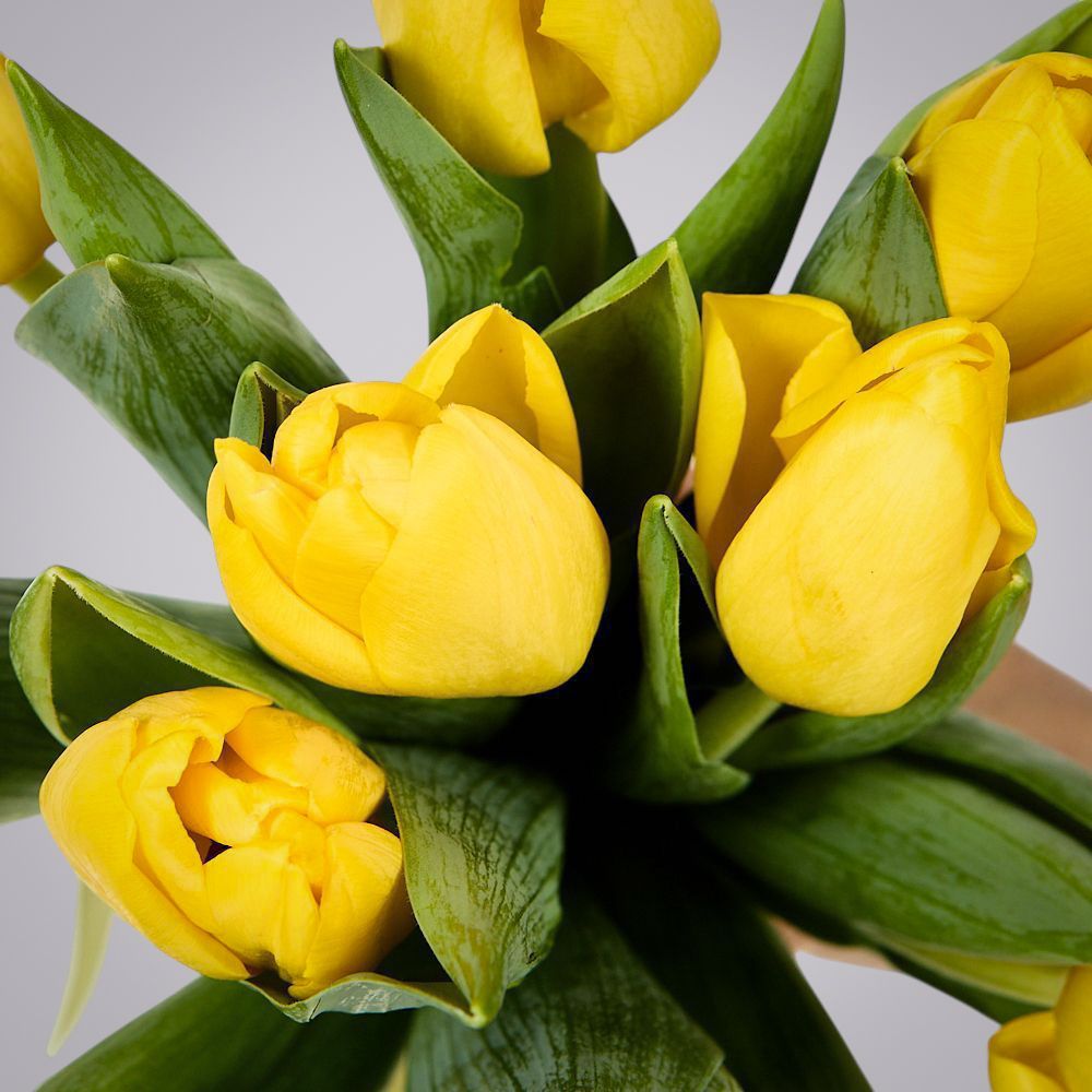 монобукет из 11 желтых тюльпанов под ленту 